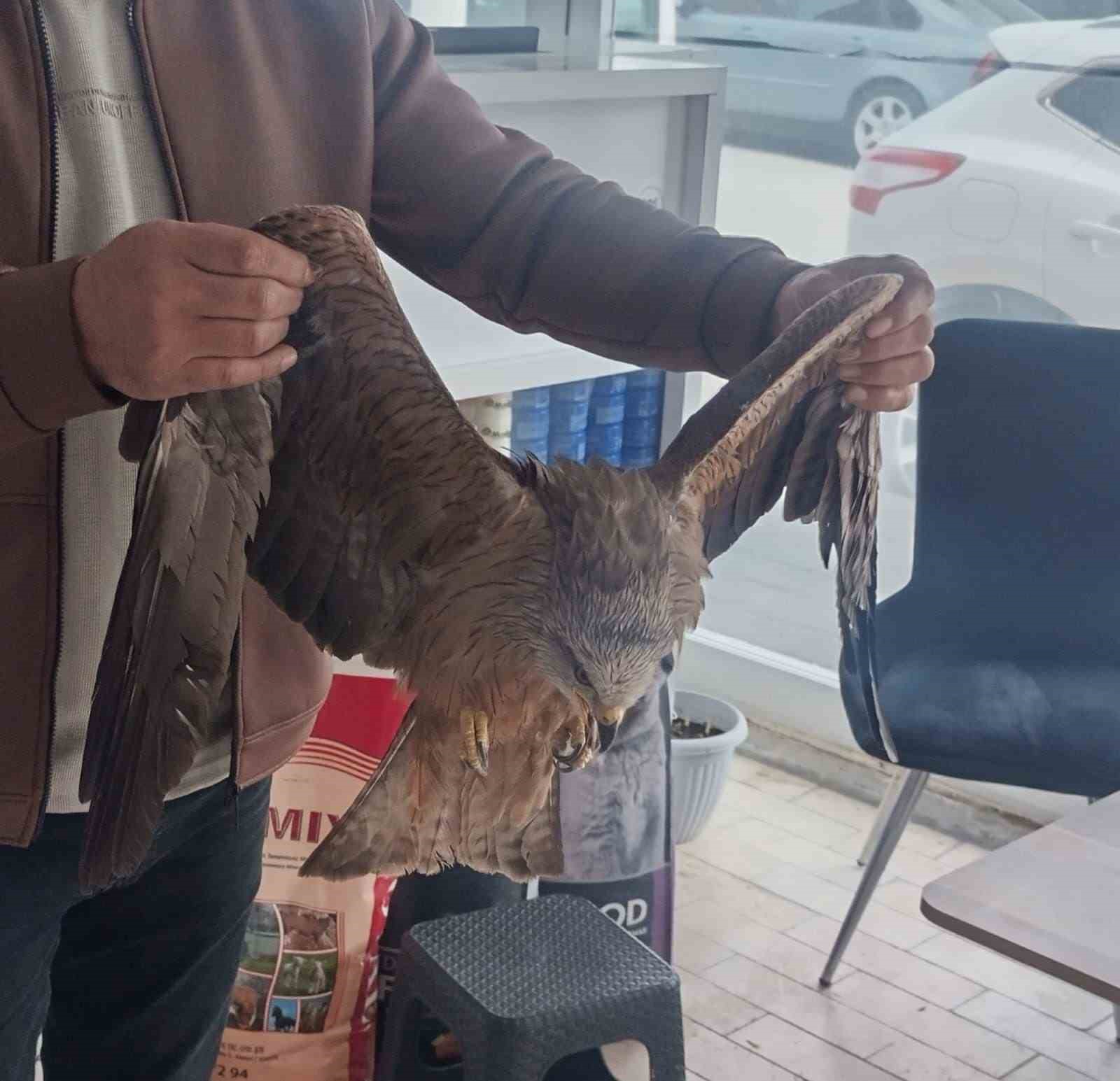 Sivas’ta yaralı bulunan Kızıl şahin koruma altına alındı
