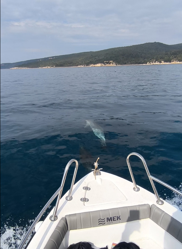 Saros’ta teknenin yanında yüzen yunuslar kamerada
