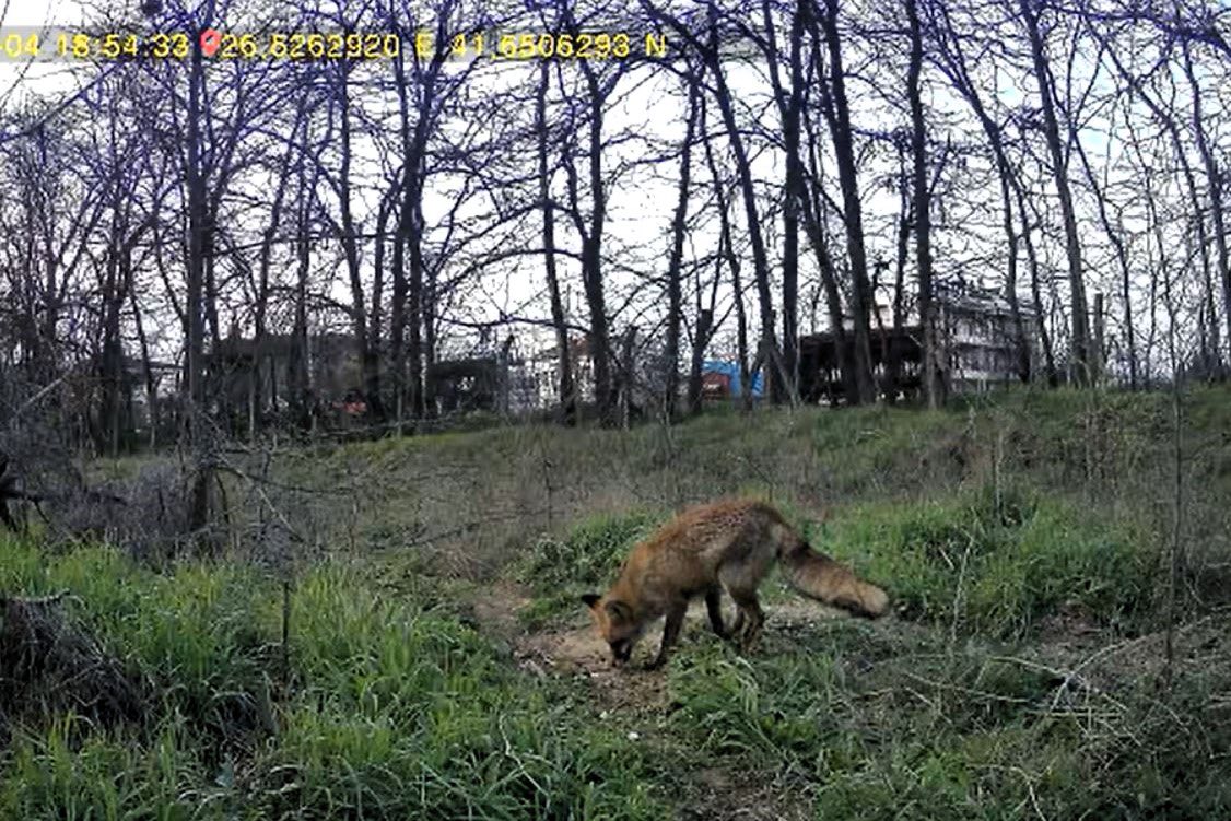 Üniversite yerleşkesinde yaban hayatı foto kapanlarla görüntüleniyor 