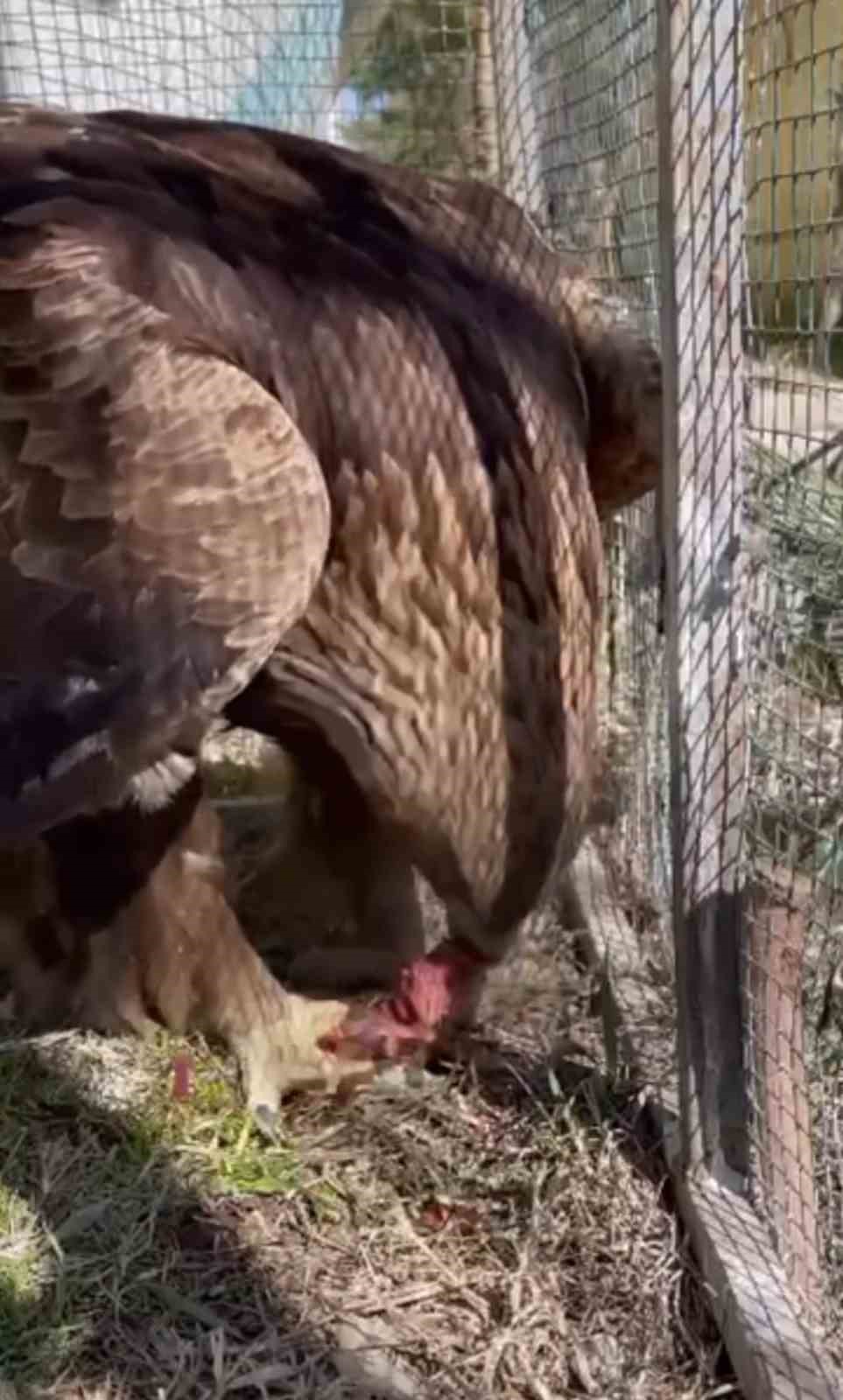 Iğdır’da bitkin halde bulunan kaya kartalı tedavisi sonrası doğaya salındı
