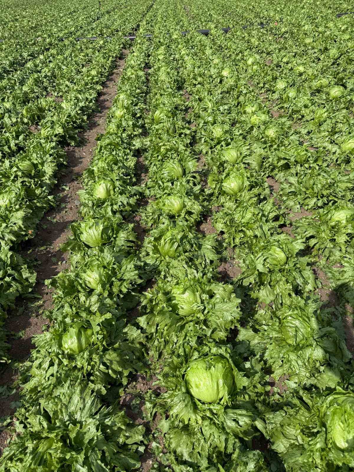 Beypazarı’nda dolu yağışı etkili oldu

