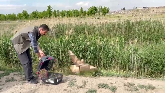 Iğdır’da yaralı bulunan şahin yeniden doğaya bırakıldı
