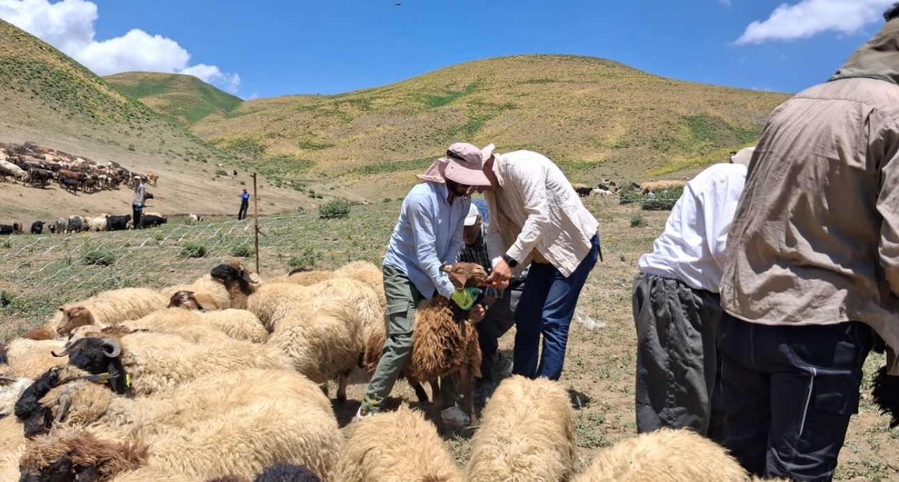 Yüksekova’da hayvanların aşılama ve kimliklendirme çalışmaları sürüyor
