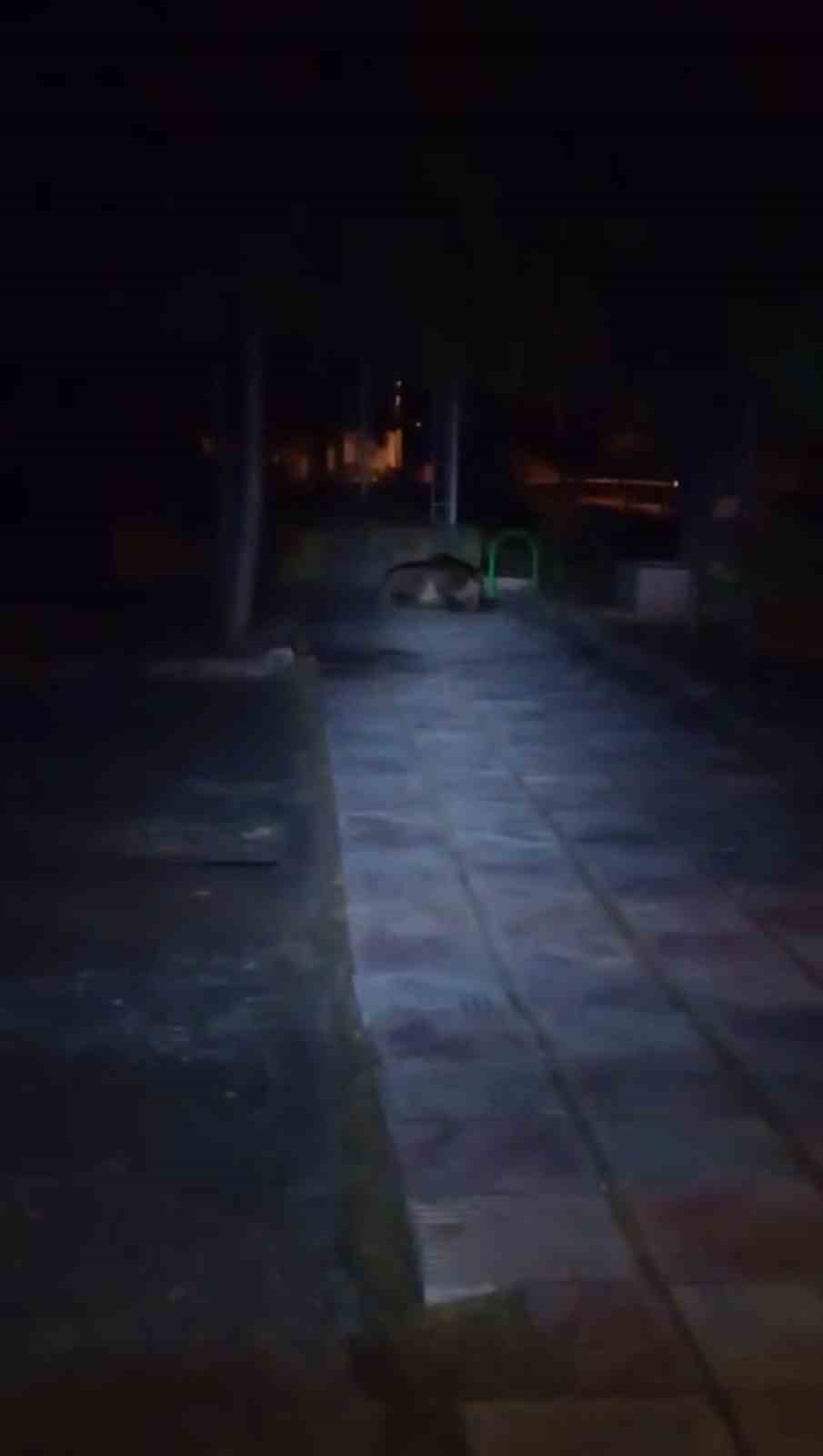 Bolu’da çocuk parkına ayı girdi
