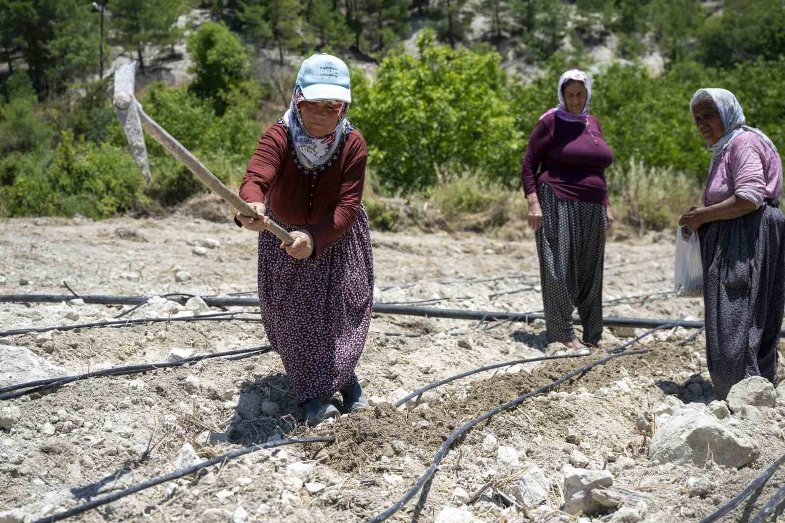 Mersin’de atalık ’Leklek’ fasulyesi yeniden toprakla buluştu
